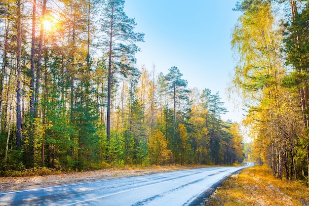 Strada d'autunno nella natura. Autostrada nel parco, foglie gialle.