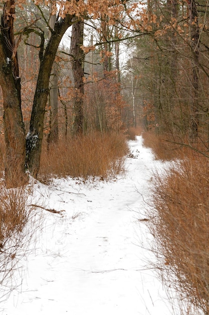 Strada d'inverno attraverso una foresta innevata