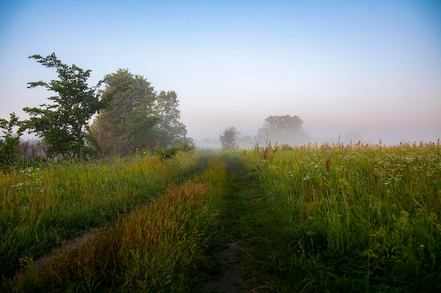 Strada del prato, nebbia e vegetazione lussureggiante all'alba. Bella nebbia leggera e rugiada sull'erba e sui fiori del prato. Bellissimo paesaggio fantastico in una mattina d'estate.