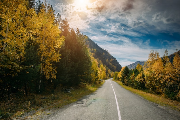 Strada della montagna dell'asfalto fra gli alberi gialli di autunno