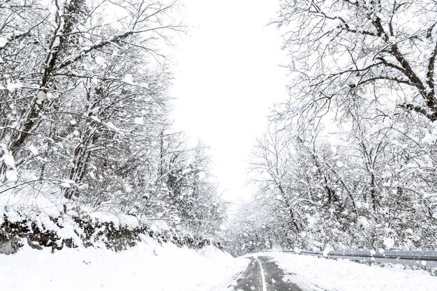 Strada della neve della foresta di inverno. Vista della neve di inverno della strada forestale.