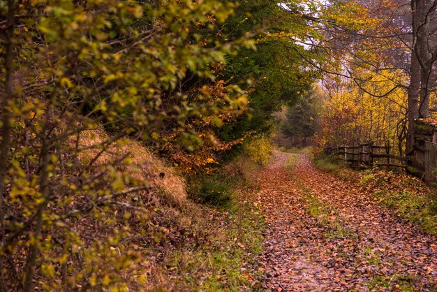 strada di campagna attraverso la foresta autunnale in una mattinata nebbiosa