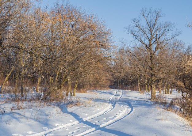 Strada di campagna attraverso la foresta d'inverno