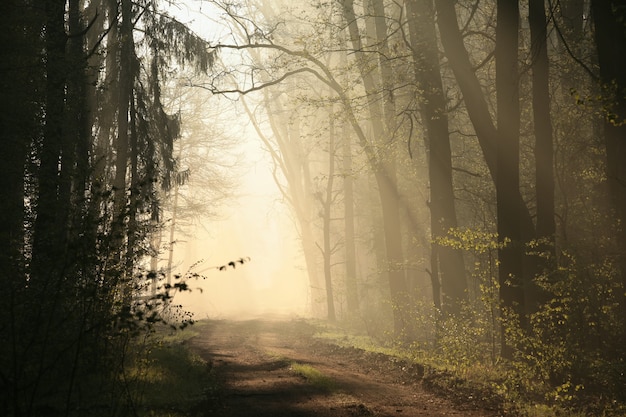 Strada di campagna attraverso la foresta nebbiosa durante l'alba