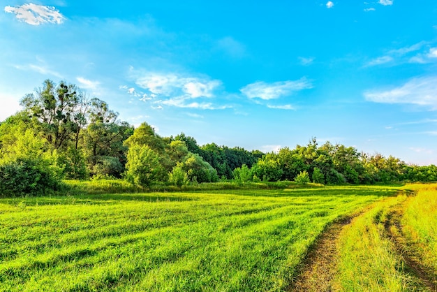 Strada di campagna attraverso un prato verde brillante nella foresta