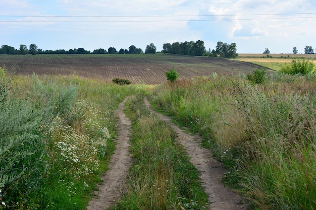 strada di campagna che va all'orizzonte con campo agricolo e linea forestale