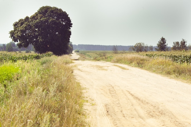 Strada di campagna deserta con un albero solitario vicino al campo