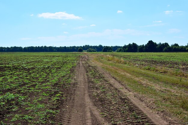 strada di campagna nel campo con tracce di pneumatici che vanno all'orizzonte con cielo blu e foresta