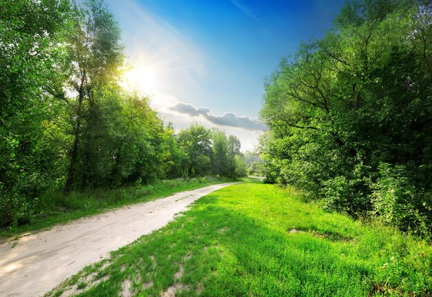 Strada di campagna nella bellissima foresta primaverile