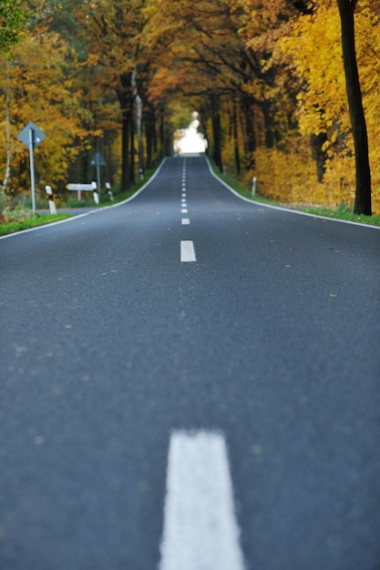 strada di campagna nella stagione autunnale con colori arancioni luminosi all'alba del mattino