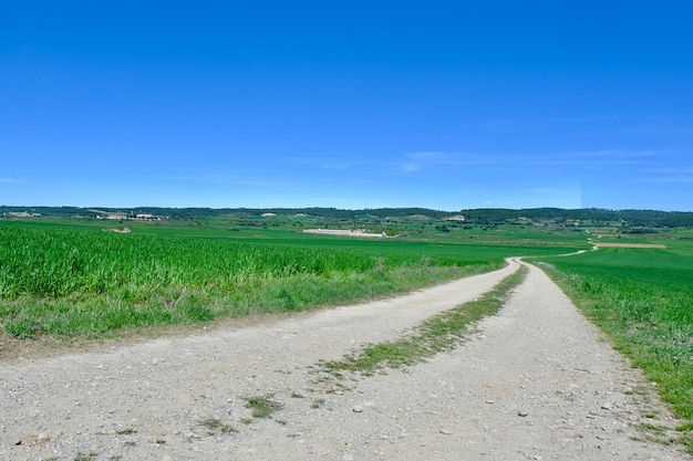 Strada di campagna tra campo agricolo vivido colore verde primavera Huesca Aragona Spagna