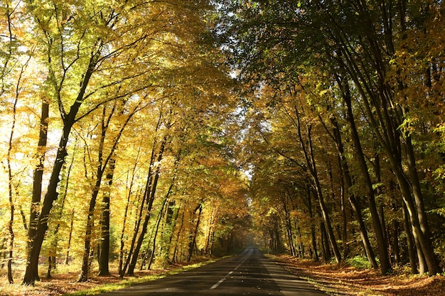 Strada di campagna tra querce in una soleggiata mattina autunnale