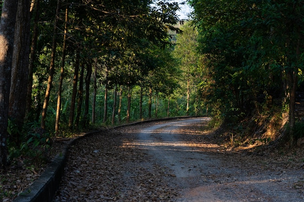 Strada di campagna