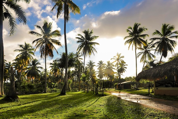 Strada di fango della Repubblica Dominicana nel palmeto