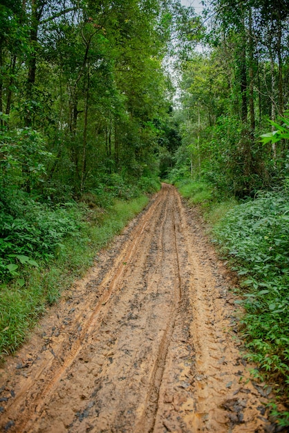 strada di fango nella foresta