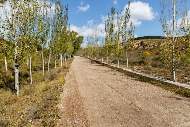 Strada di ghiaia del villaggio nelle montagne sugli alberi lungo la strada