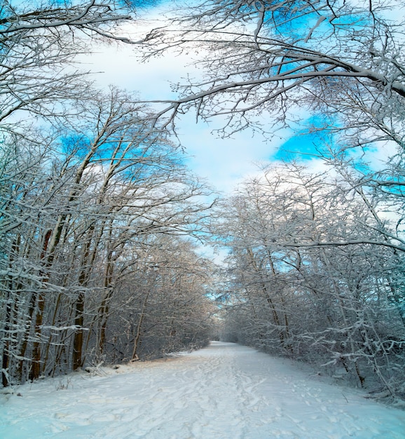 Strada di inverno con alberi innevati nella foresta. Panorama.