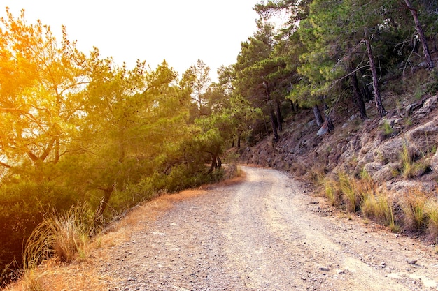 Strada di montagna attraverso i pini.