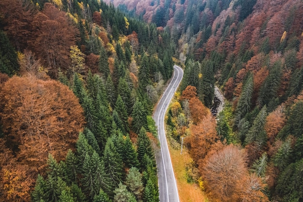 Strada di montagna attraverso la foresta