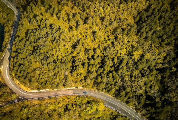 strada di montagna che attraversa una foresta