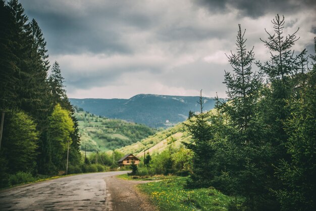 Strada di montagna con alberi ed erba verde