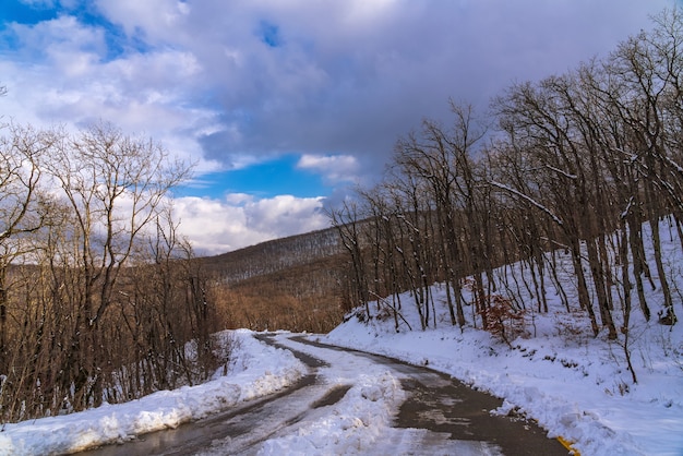 Strada di montagna innevata tra la foresta