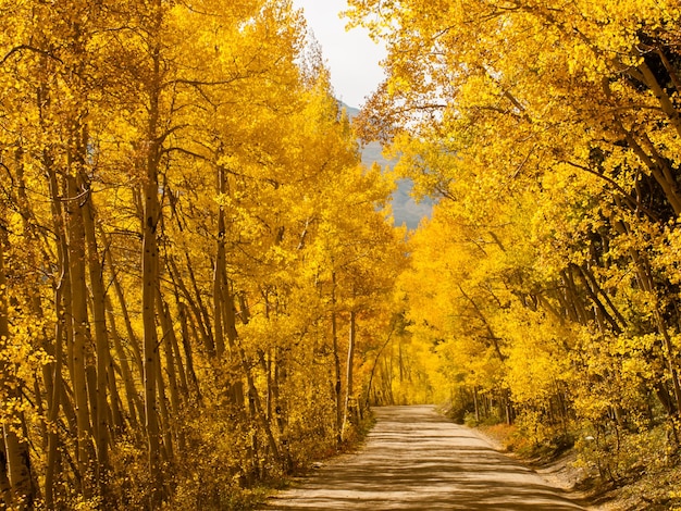 Strada di montagna sulla soleggiata giornata autunnale su Boreas Pass, Colorado.