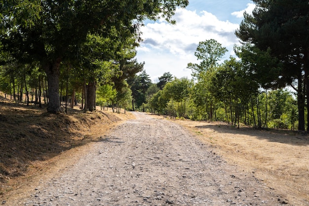 Strada di montagna tra alberi con cielo blu sullo sfondo