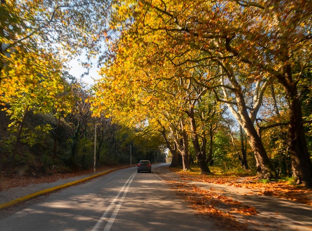 Strada di montagna tra alberi con fogliame autunnale nelle montagne Dirfys sull'isola di Eubea, Grecia