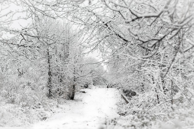 Strada di paesaggio invernale dopo una nevicata