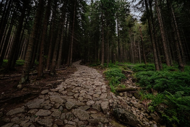 Strada di pietra in un bosco di conifere in montagna