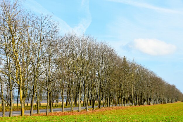 Strada di primavera