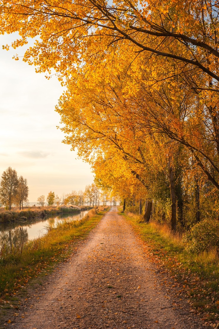 Foto strada di terra accanto al fiume durante la mattina d'autunno e la luce dorata