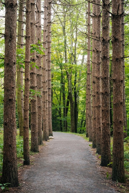 Strada di terra in mezzo agli alberi della foresta