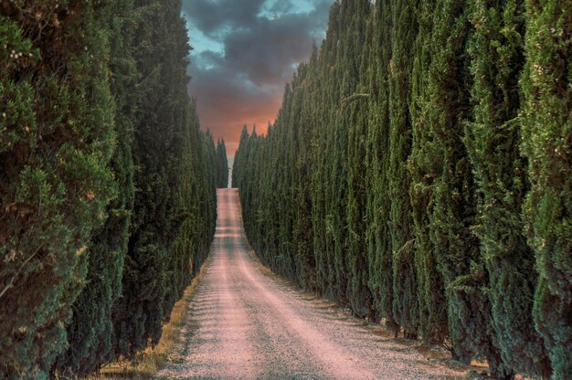 Strada di terra in mezzo ai cipressi contro il cielo