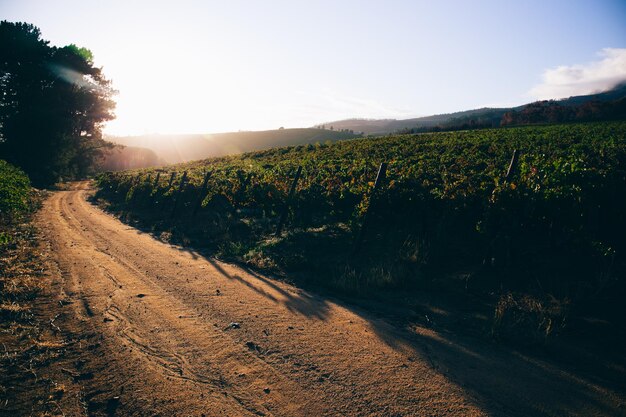 Strada di terra vicino al vigneto contro il cielo