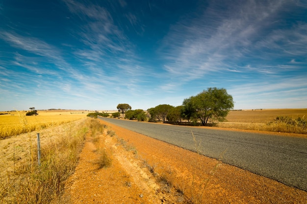 Strada dorata del campo di grano attraverso il cielo blu