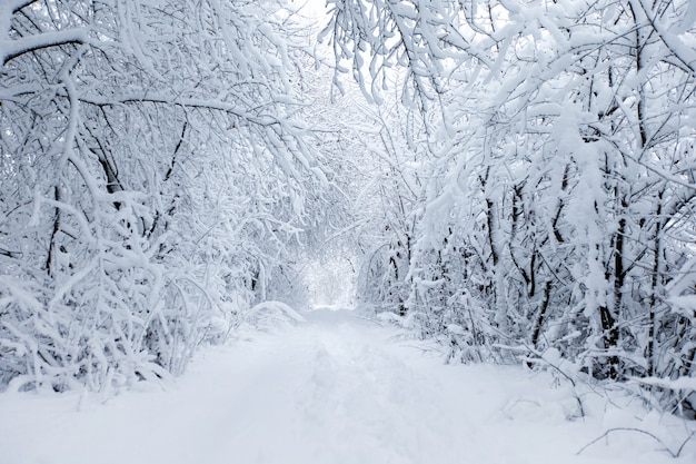 strada e alberi coperti di neve