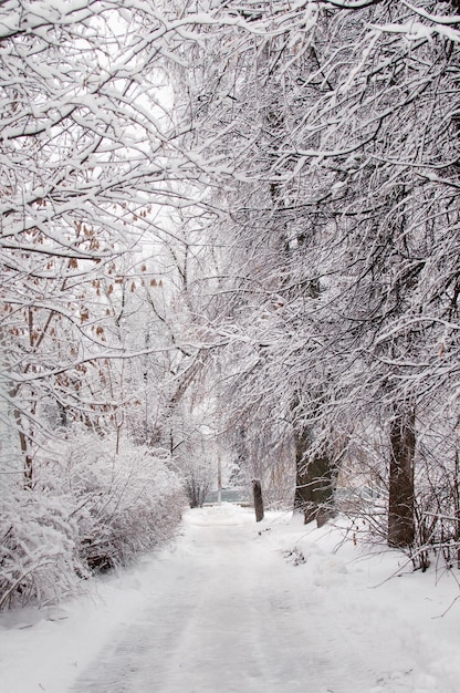 Strada e alberi nella neve nella foresta in formato verticale