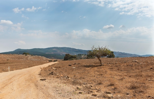 Strada e albero solitario contro il cielo e le nuvole in Israele