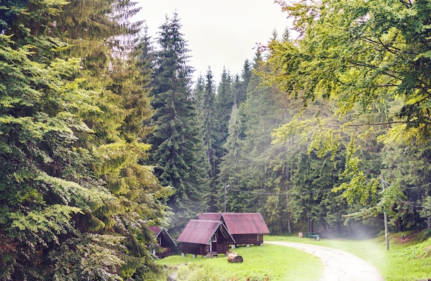 Strada e case nella foresta