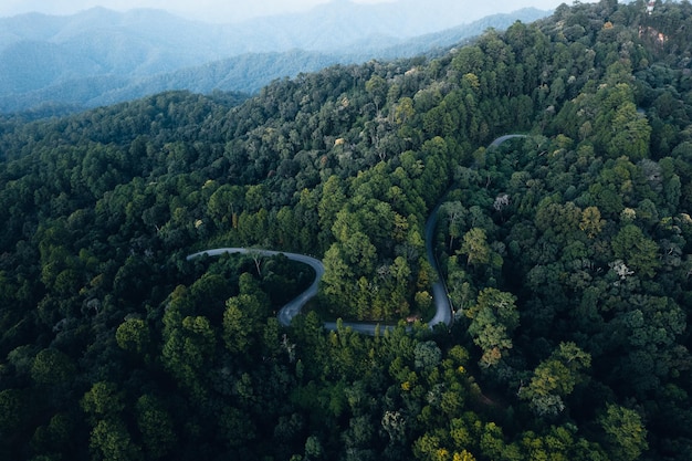 Strada e foresta al crepuscolo