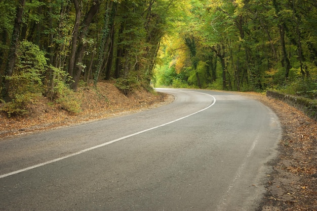 Strada e foresta autunnale