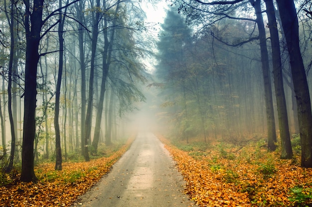 Strada e foresta nebbiosa in autunno con fogliame colorato.