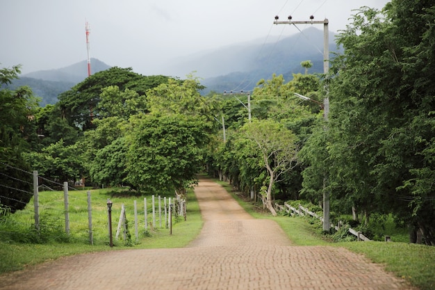 Strada forestale a Chiangmai Thailandia