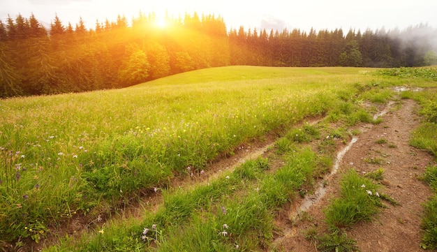 Strada forestale che attraversa la pineta