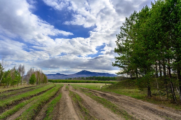 Strada forestale degli Urali meridionali con una vegetazione paesaggistica unica e diversità della natura