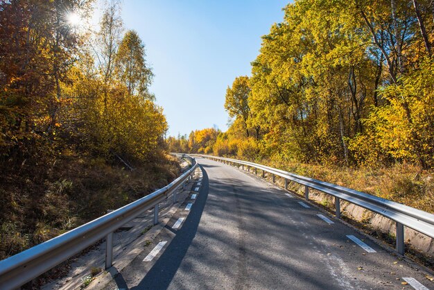 Strada forestale in autunno