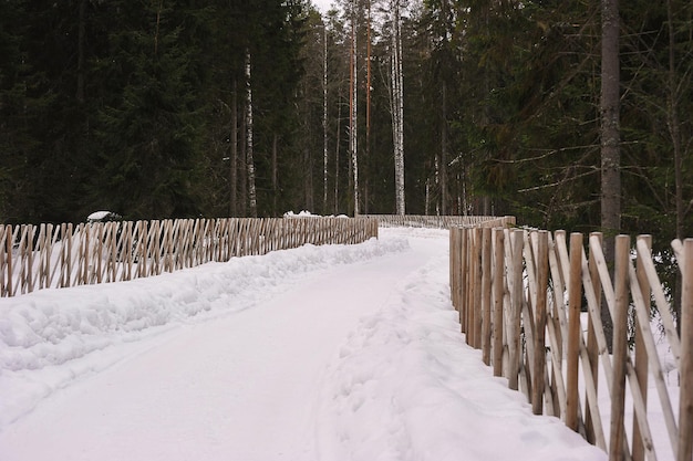 Strada forestale innevata d'inverno