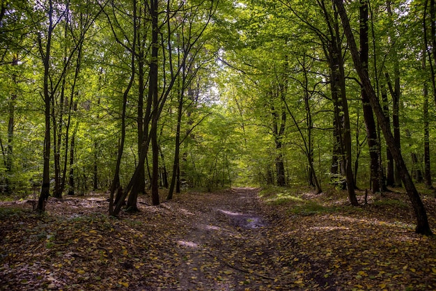 Strada forestale nel verde dei boschi